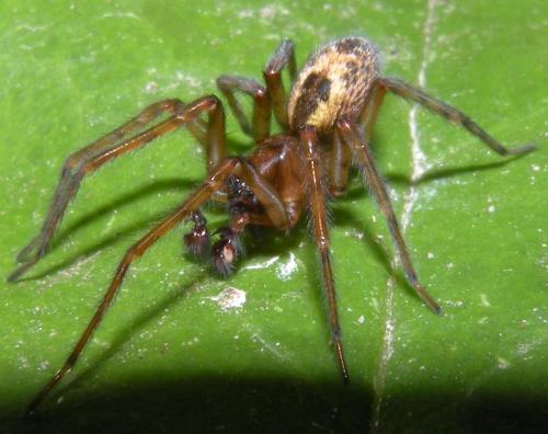 Amaurobius fenestralis
